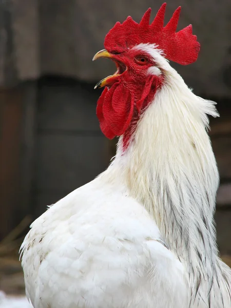White rooster sings — Stock Photo, Image