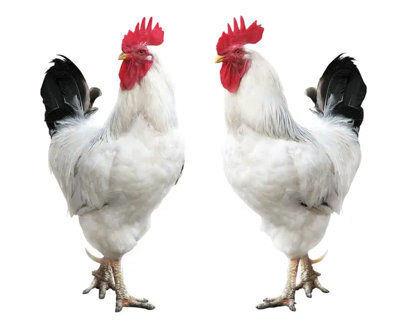 Two young white cocks isolated — Stock Photo, Image