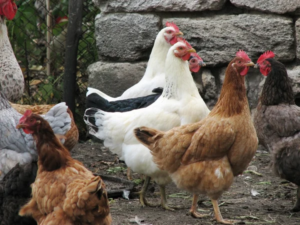 Galline divertenti nell'allevamento di pollame — Foto Stock