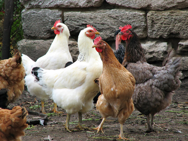Funny hens on the poultry farm