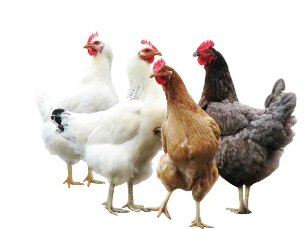Schattig grappige kippen geïsoleerd — Stockfoto