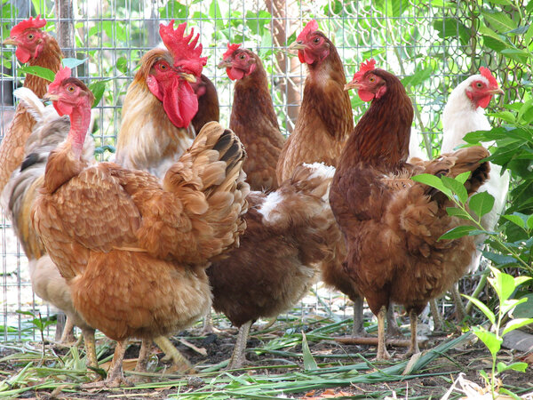 Group of hens with rooster