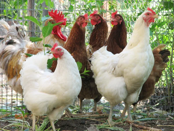 Grupo de gallinas con gallo —  Fotos de Stock