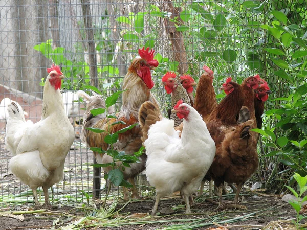 Group of hens with rooster — Stock Photo, Image