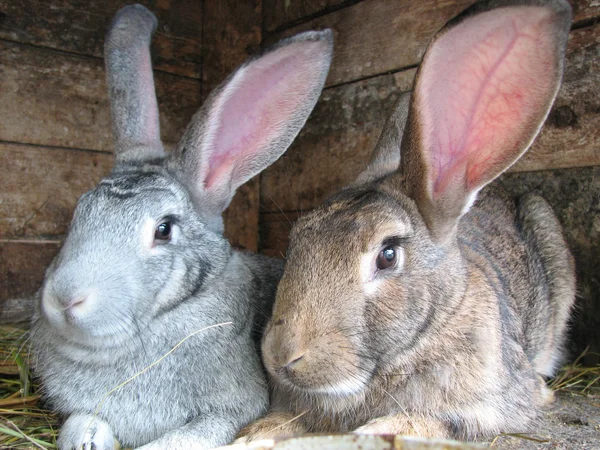 Grey and brown rabbits — Stock Photo, Image