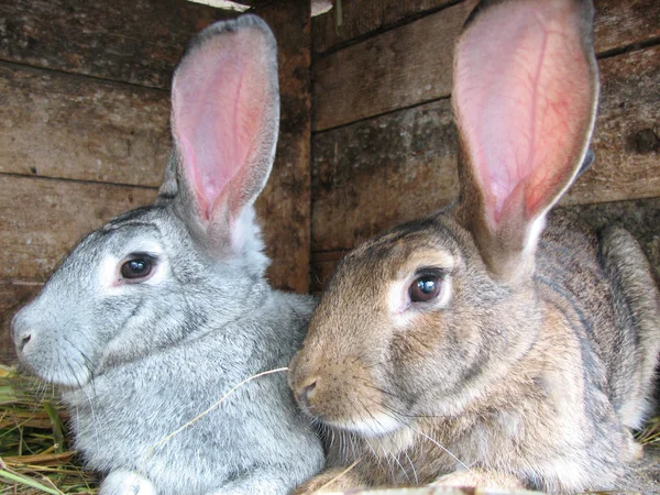 Grey and brown rabbits — Stock Photo, Image