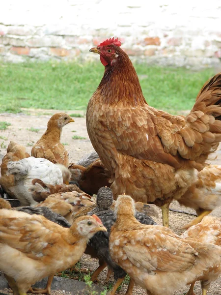 Κότα με τα κοτόπουλα τρώνε το σιτάρι — Φωτογραφία Αρχείου