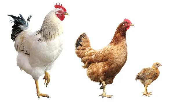 Забавный цыпленок, курица и петух — стоковое фото