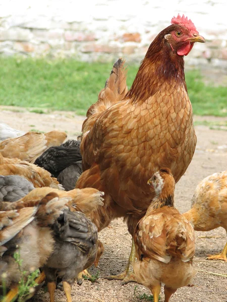 Hen with chickens eating the grain — Stock Photo, Image