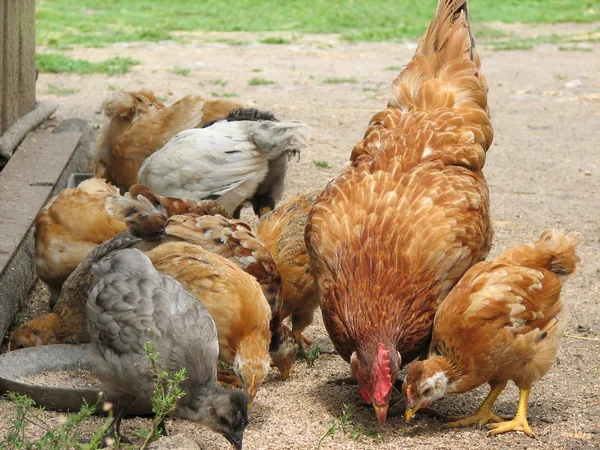 Henne mit Hühnern, die das Korn fressen — Stockfoto