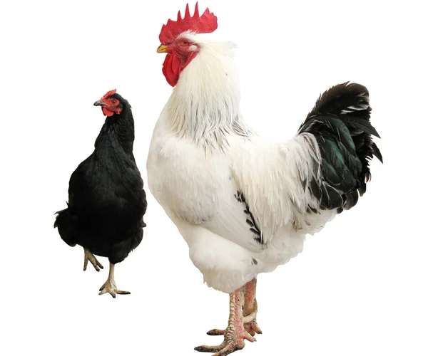 Белый петух и черная курица, изолированные — стоковое фото