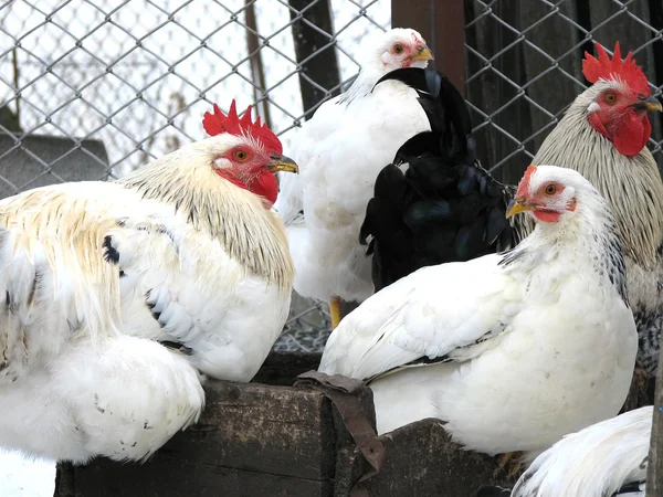 Jonge hanen en kippen — Stockfoto
