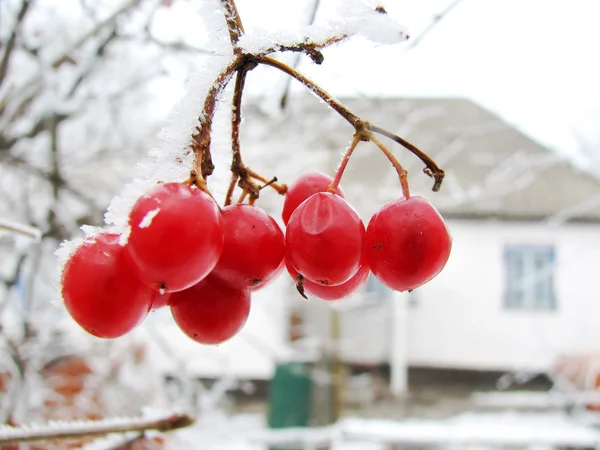 Rode planten van viburnum berry op vorst — Stockfoto