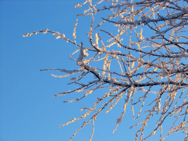 Branches d'hiver en rime — Photo
