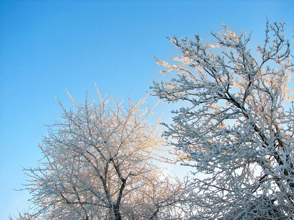 Winter branches in rime — Stock Photo, Image