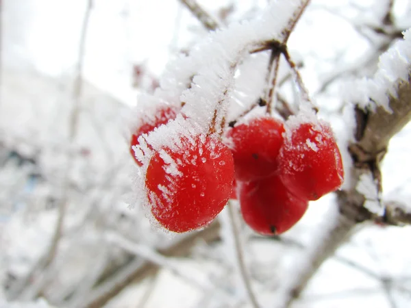Red viburnum berry on frost — Stock Photo, Image