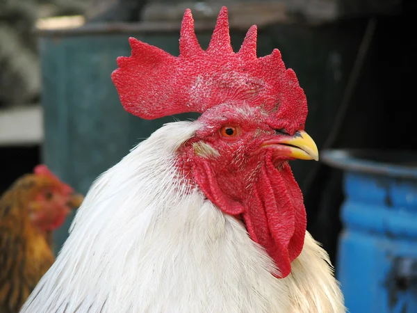 Cabeza de gallo blanco (primer plano ) —  Fotos de Stock