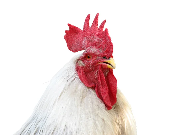 White rooster head, isolated — Stock Photo, Image