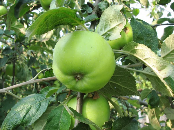 stock image Green apple on tree