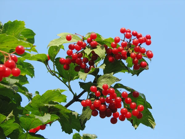 Červený viburnum berry — Stock fotografie