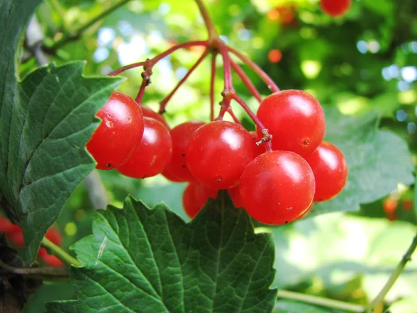 Červený viburnum berry — Stock fotografie