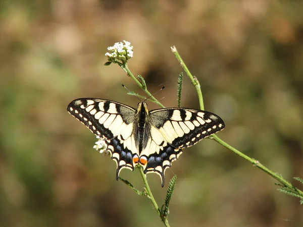 stock image Yellow machaon butterfly