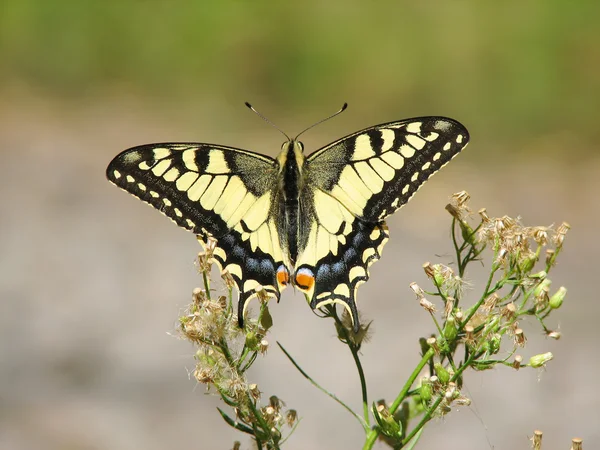 stock image Yellow machaon butterfly