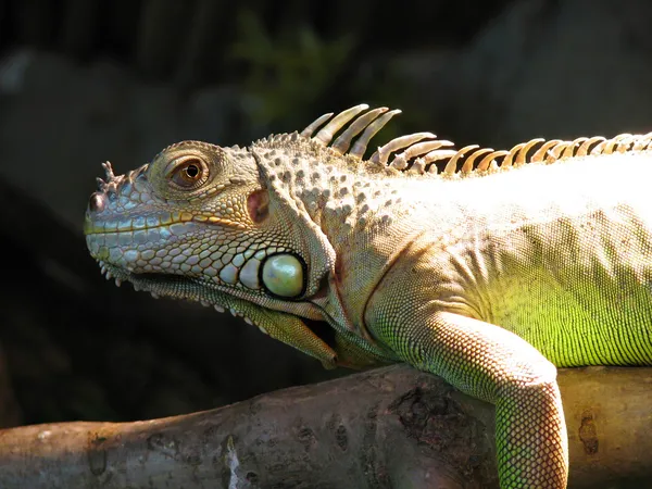 iguana kertenkele