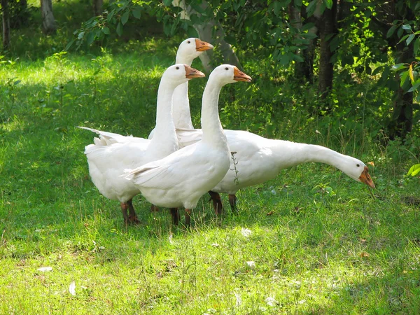 Oies blanches sur l'herbe verte — Photo