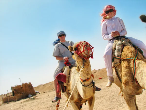 Voyageant avec des chameaux en Egypte — Photo