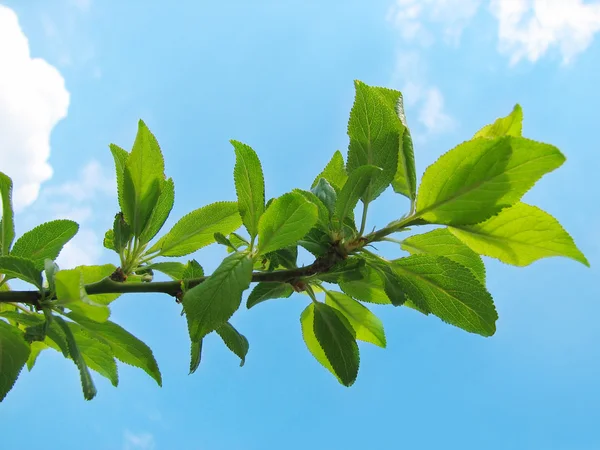 青々 とした葉を持つ木の枝 — ストック写真