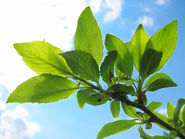 Trädgren med gröna blad — Stockfoto