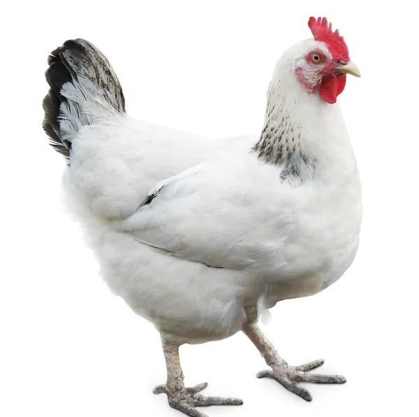 Kura, kurczak na białym tle — Zdjęcie stockowe