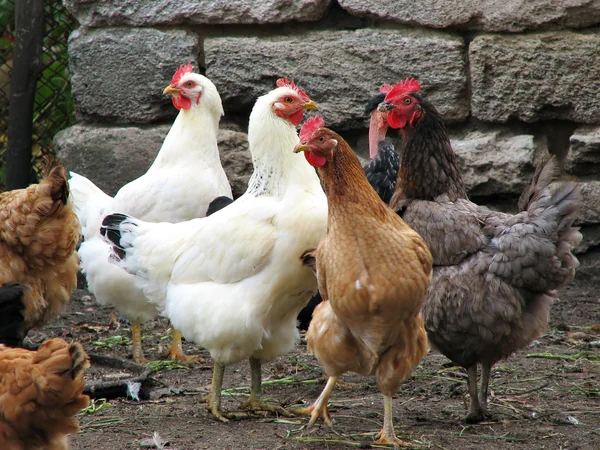 Lustige Hühner auf dem Geflügelhof — Stockfoto