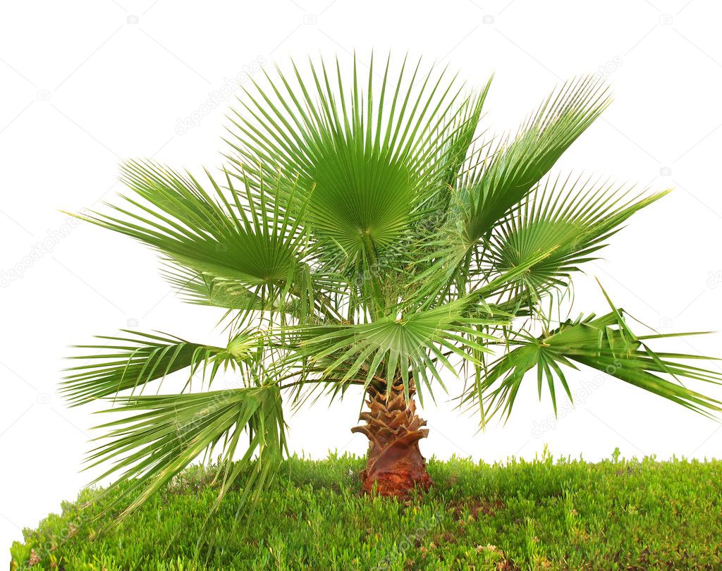 Palm tree on green grass isolated Stock Photo by ©liliya 1621626