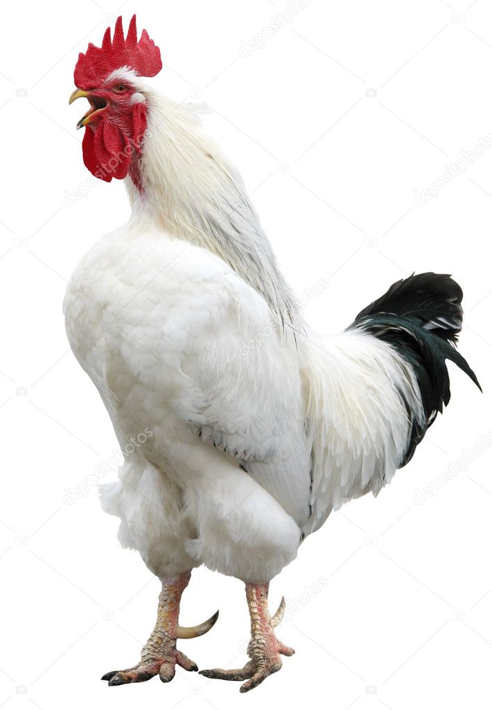 White rooster sings isolated Stock Photo by ©liliya 1622446