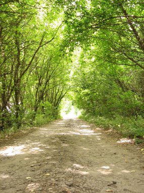 orman yolu. tünelde ışık