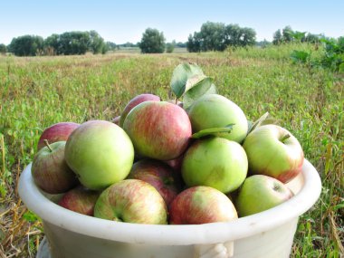 Apples in the basket clipart