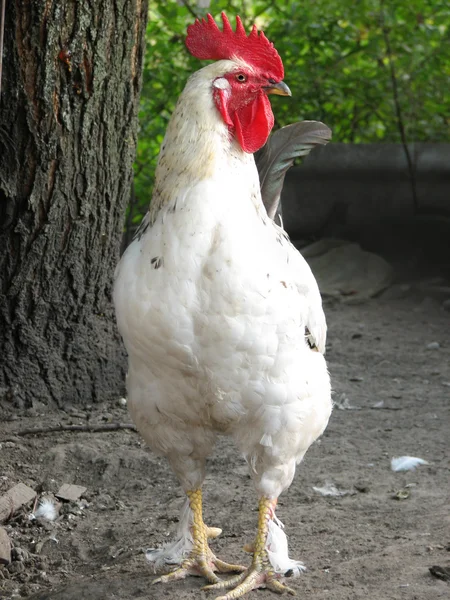 Rooster di halaman pertanian — Stok Foto