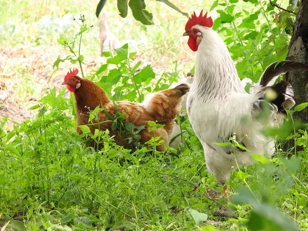Galo e galinhas na grama tne — Fotografia de Stock