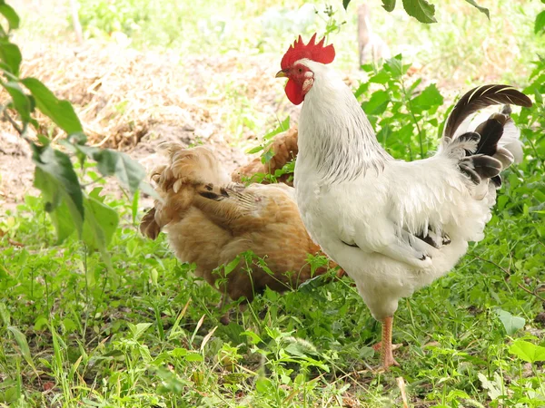 Galo e galinhas na grama tne — Fotografia de Stock