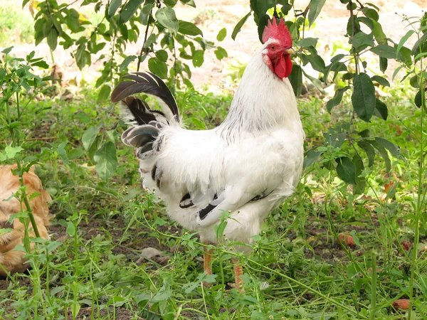 Rooster on the farm yard — Stock Photo, Image