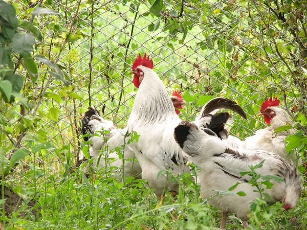 Rooster and hens on tne grass — Stock Photo, Image