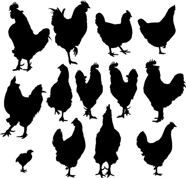 Silueta de gallinas y gallos — Vector de stock