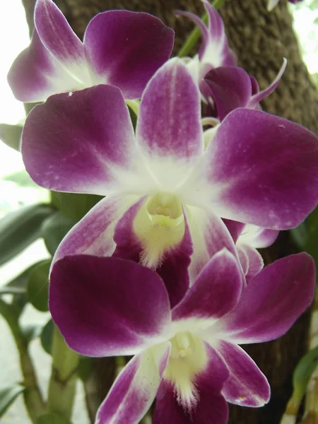 Orchide w Tajlandii — Zdjęcie stockowe