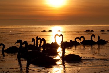 Romantic swans clipart