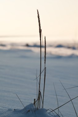 Reed in the winter sun clipart