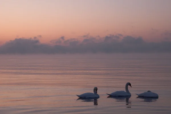 Three swans at sunset — Stock Photo, Image