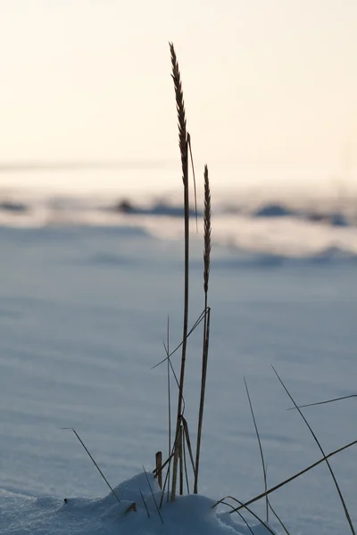 Reed no sol de inverno — Fotografia de Stock