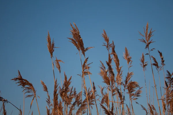 stock image Reed in the sun